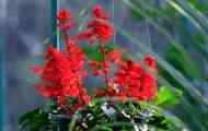 Растечки salvia тенки дома